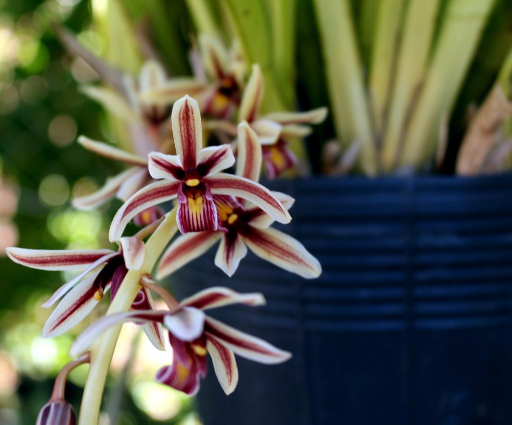 Cymbidium Aloifolium Tudo Sobre Essa Orquídea