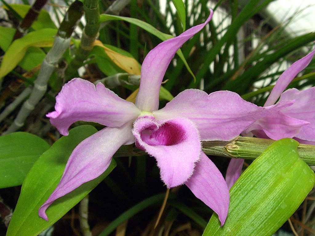 Dendrobium Anosmum Guia Completo Desta Planta