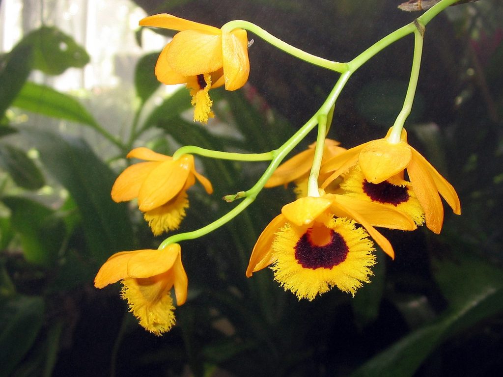 Dendrobium Fimbriatum Um Guia Desta Orquídea