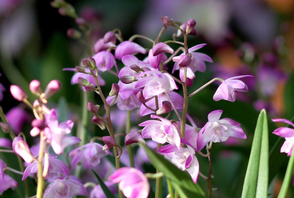 Dendrobium Kingianum Tudo Sobre Essa Orquídea