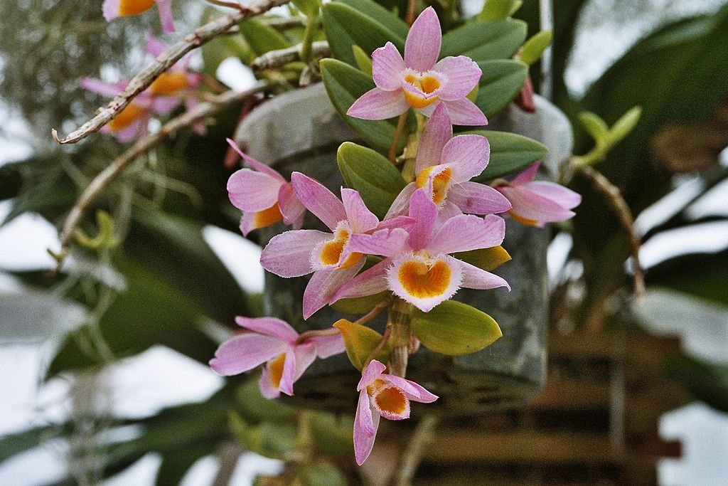 Dendrobium Loddigesii Um Guia Desta Orquídea