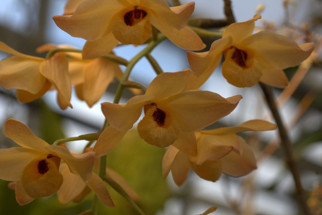 Dendrobium Moschatum Guia Desta Orquídea