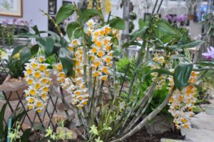 Dendrobium Thyrsiflorum Guia Desta Orquídea