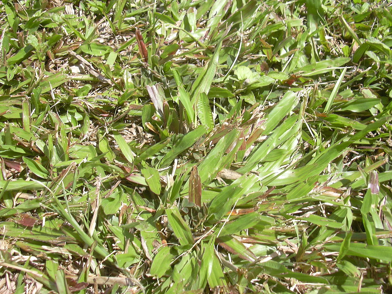 Grama São Carlos Tudo Sobre Essa Planta - Guia das Suculentas