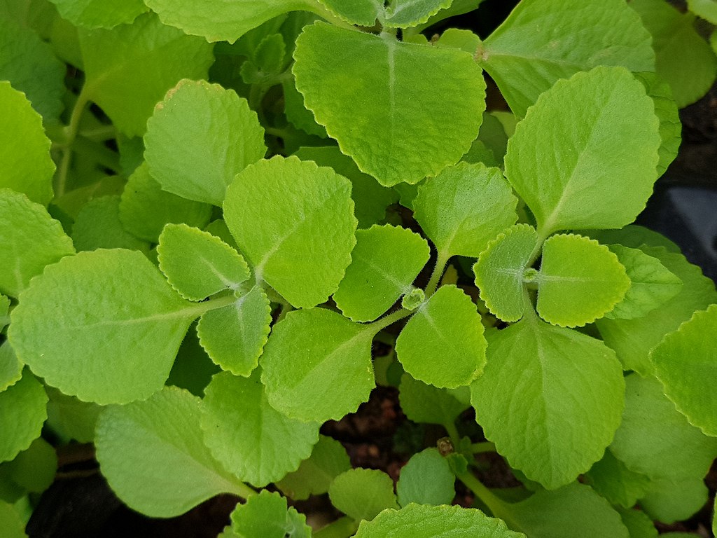 Hortelã Grosso Saiba Tudo Sobre Essa Planta