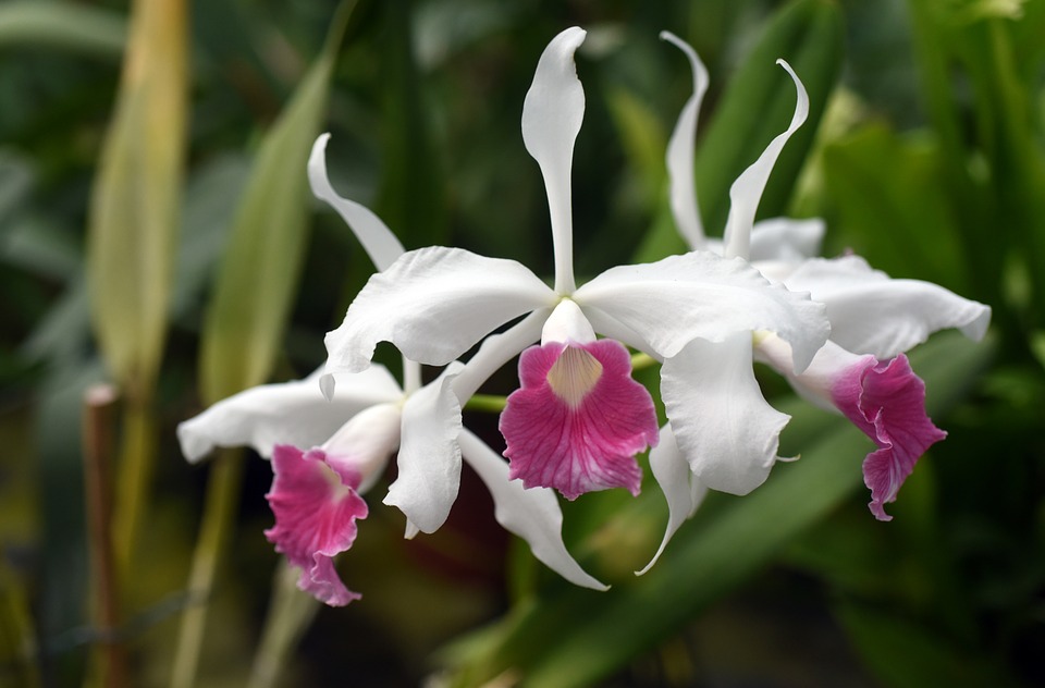 Laelia Purpurata Saiba Tudo Sobre Essa Orquídea