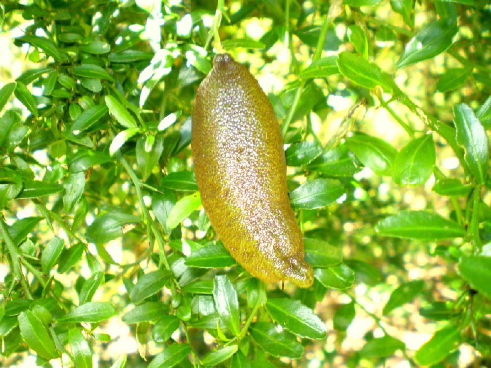 Limão Caviar Saiba Tudo Sobre Essa Planta