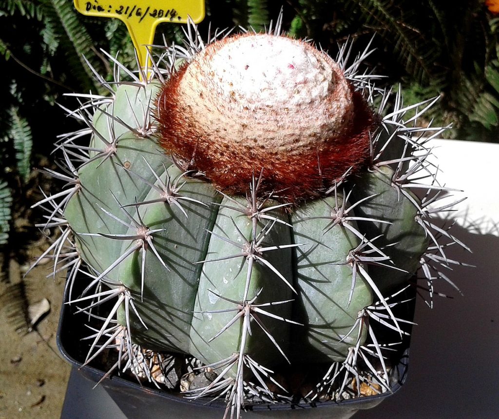 Melocactus Azureus Guia Completo Deste Cacto