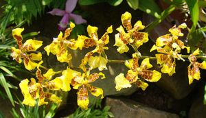 Oncidium Sphacelatum Um Guia Desta Orquídea