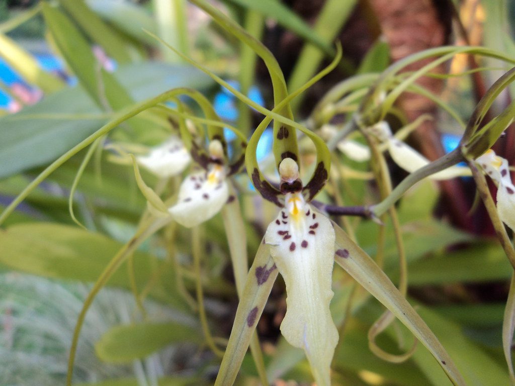 Orquídea Bailarina Tudo Sobre Essa Planta - Guia das Suculentas