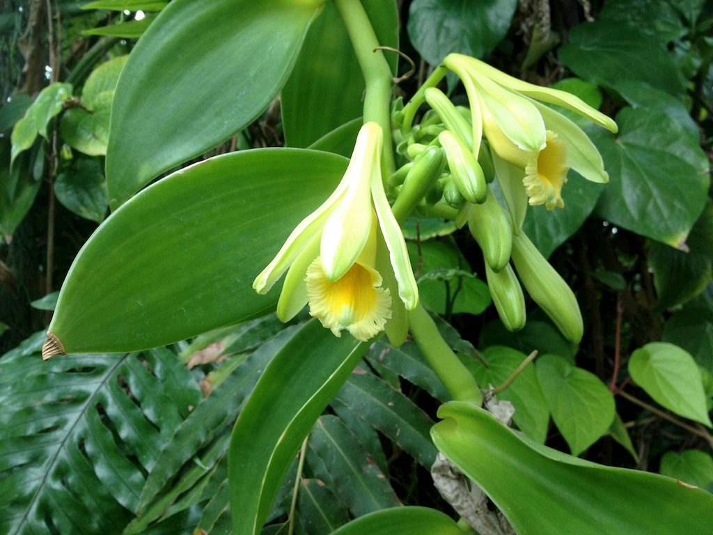 Orquídea Baunilha Tudo Sobre Essa Planta - Guia das Suculentas
