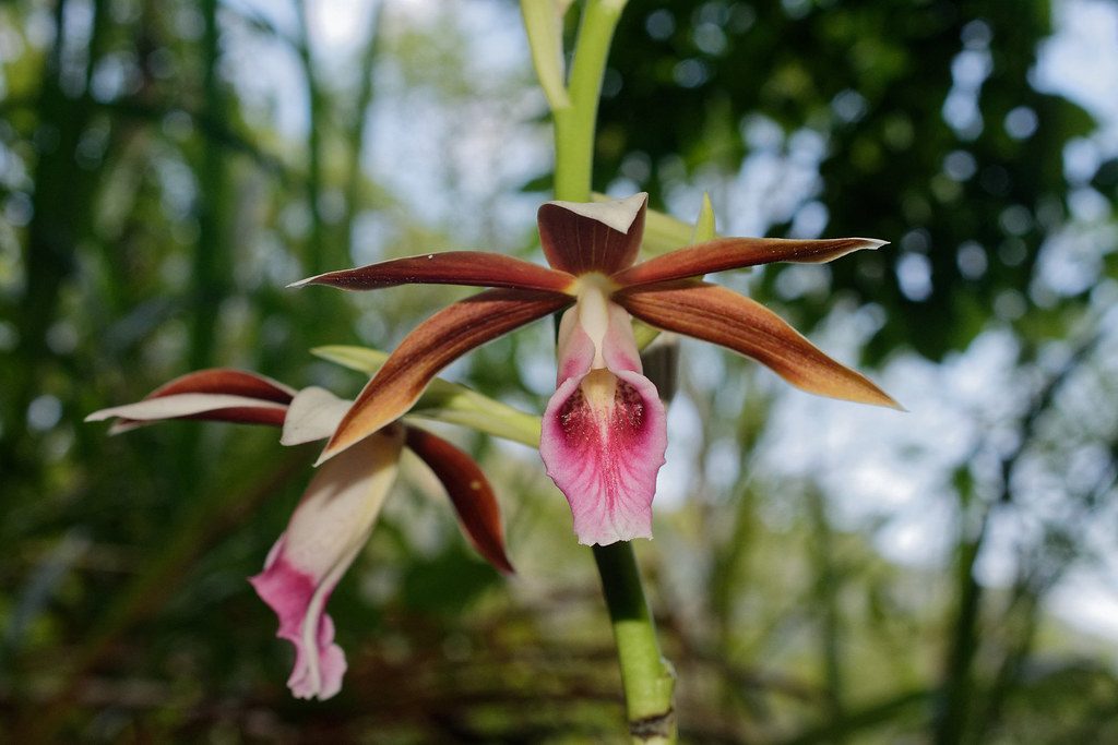 Orquídea Capuz de Freira Tudo Sobre Essa Planta - Guia das Suculentas