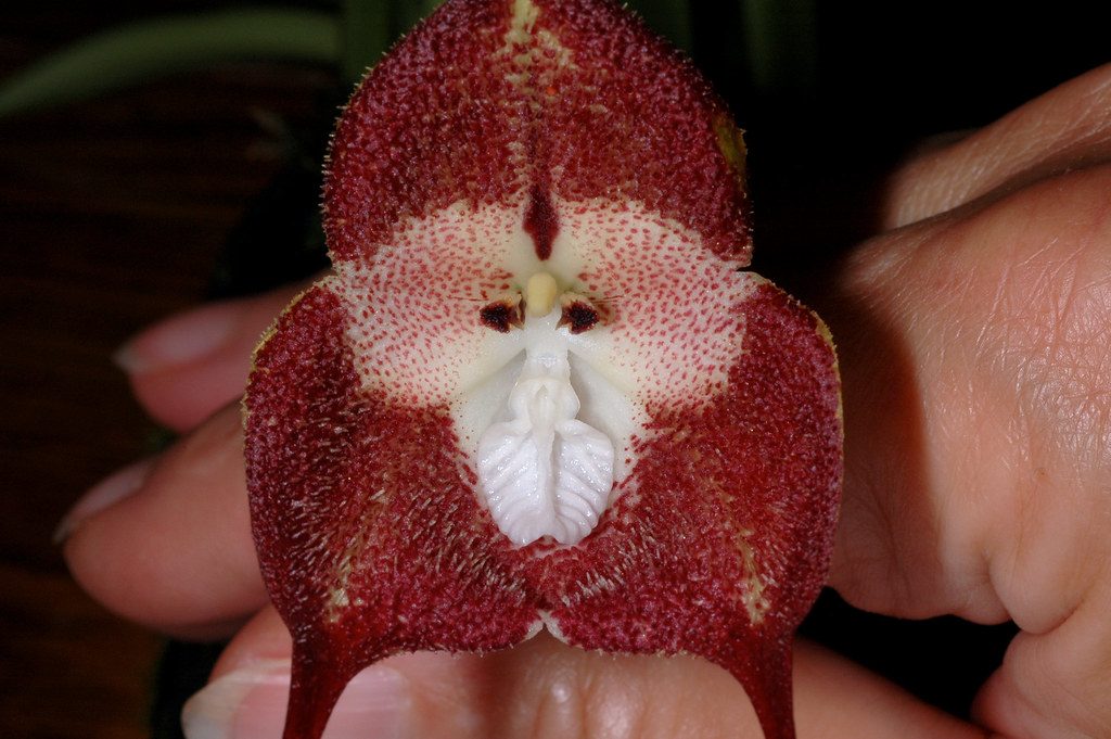 Orquídea Cara de Macaco Tudo Sobre Essa Planta - Guia das Suculentas
