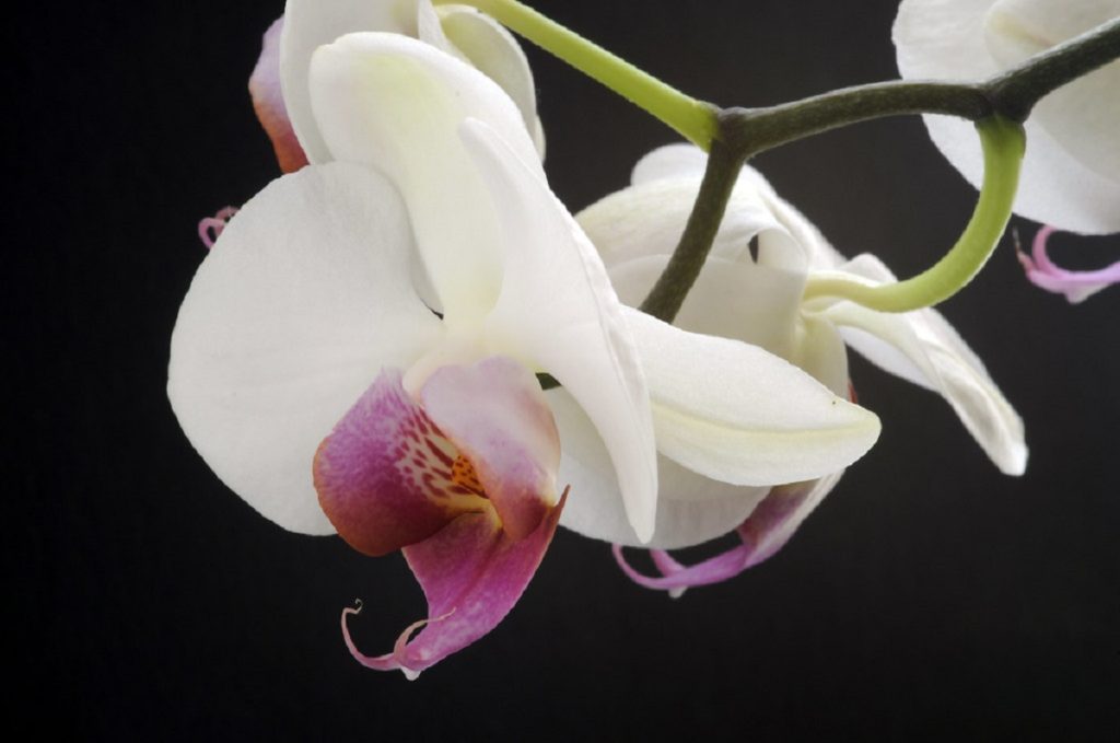 Orquídea Falenópsis Um Guia Desta Planta