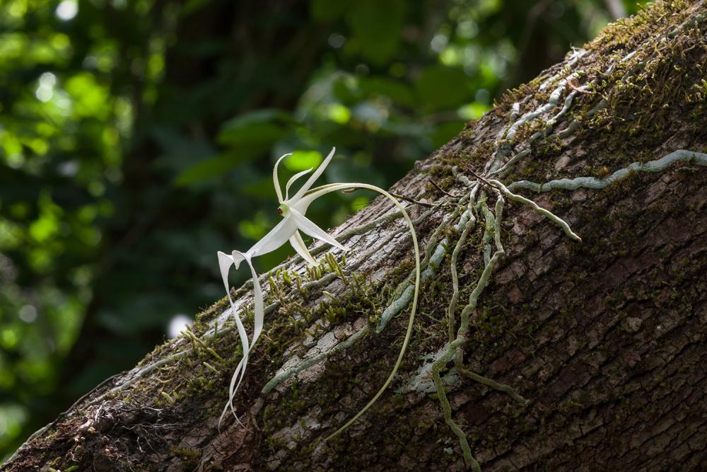 Orquídea Fantasma Guia Completo Desta Planta