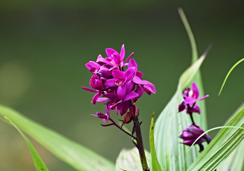 Orquídea Grapete Um Guia Desta Planta