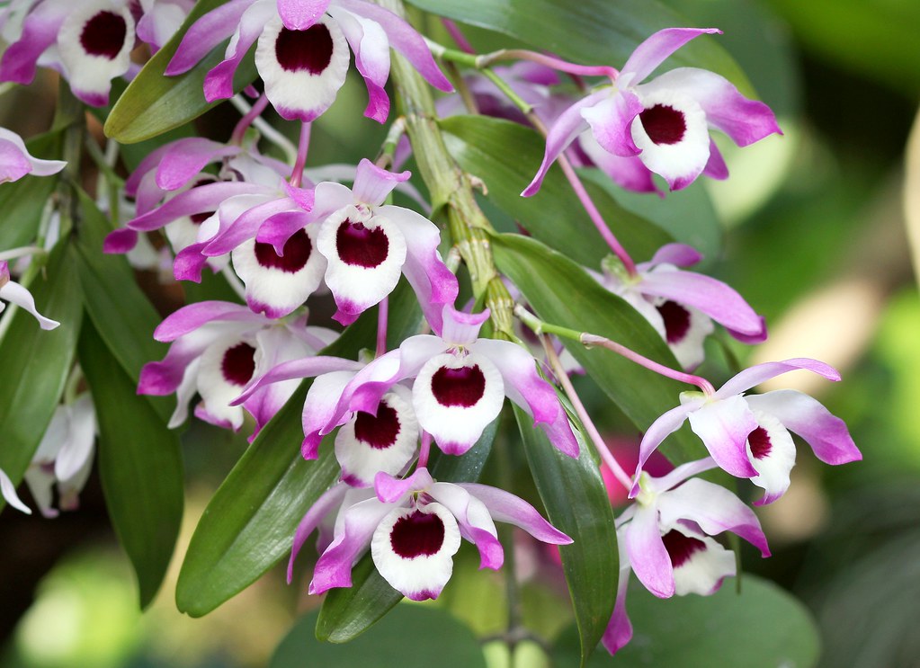 Orquídea Olho de Boneca Tudo Sobre Essa Planta - Guia das Suculentas