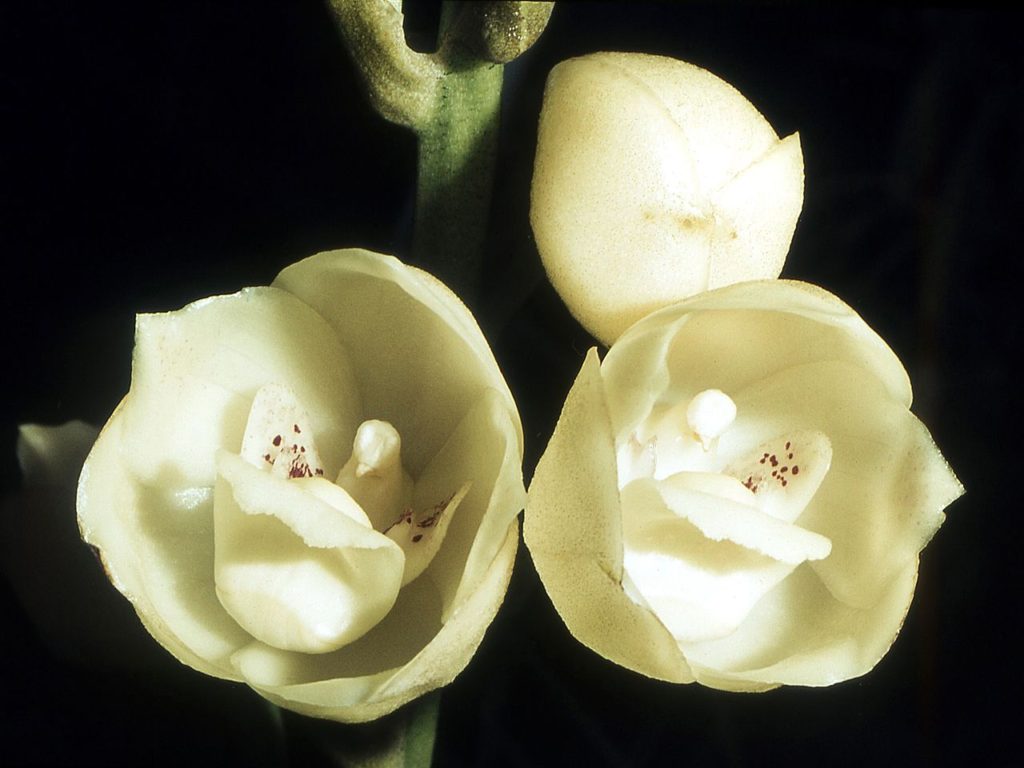 Peristeria Elata Saiba Tudo Sobre Essa Orquídea