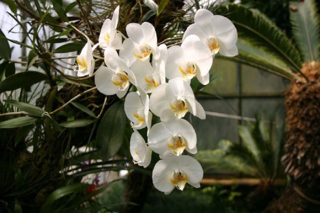 Phalaenopsis Amabilis Um Guia Desta Orquídea