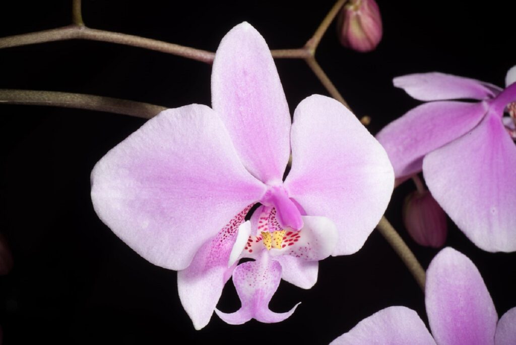 Phalaenopsis Schilleriana Tudo Sobre Essa Planta