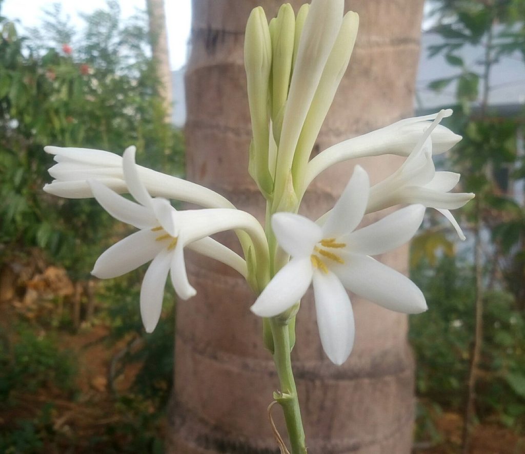 Planta Angélica Saiba Tudo Sobre Essa Planta