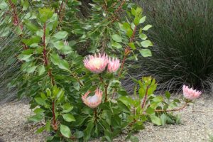 Protea Um Guia Completo Desta Planta