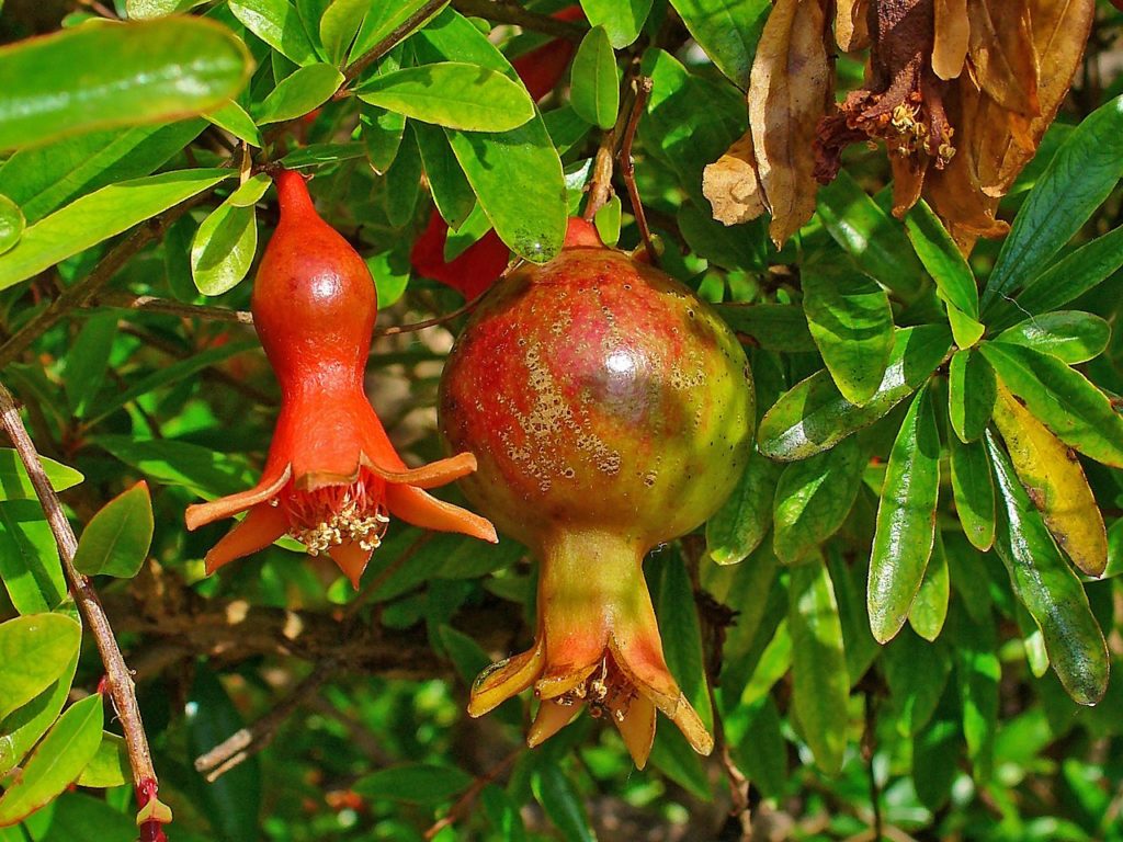 Romã Saiba Tudo Sobre Essa Planta