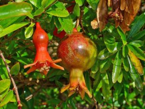 Romã Saiba Tudo Sobre Essa Planta