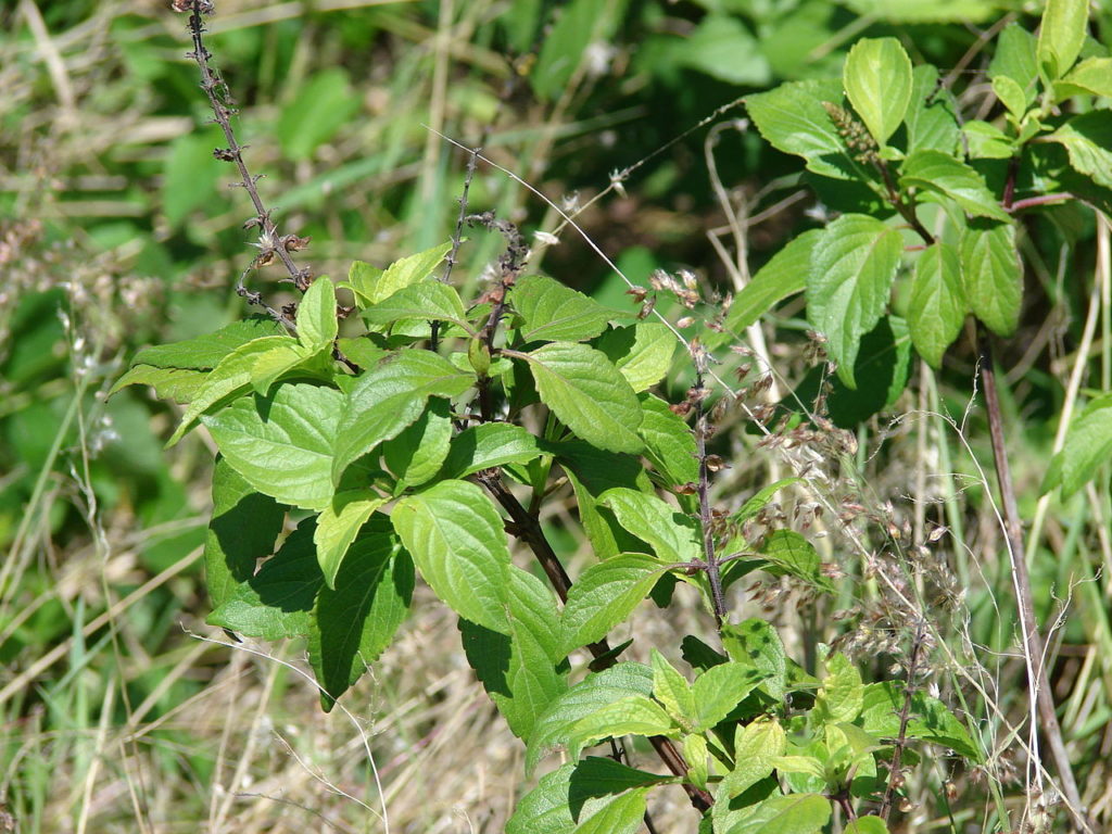 Alfavaca Cravo Um Guia Completo Desta Planta