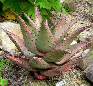 Aloe Marlothii Tudo Sobre Essa Planta