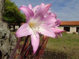 Amaryllis Belladonna Um Guia Desta Planta