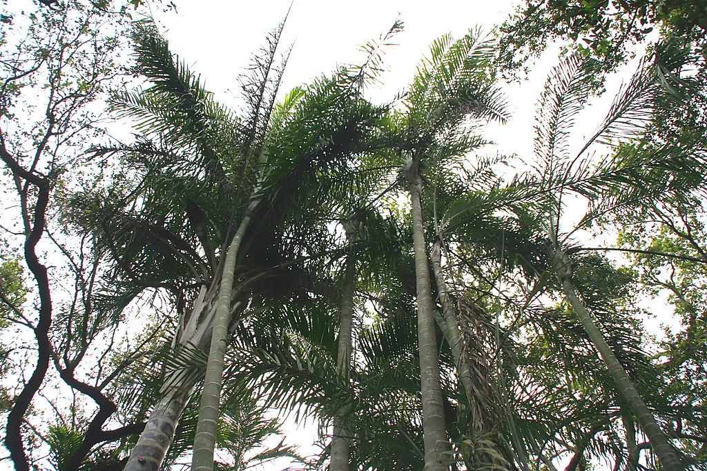 Areca de Locuba Tudo Sobre Essa Palmeira