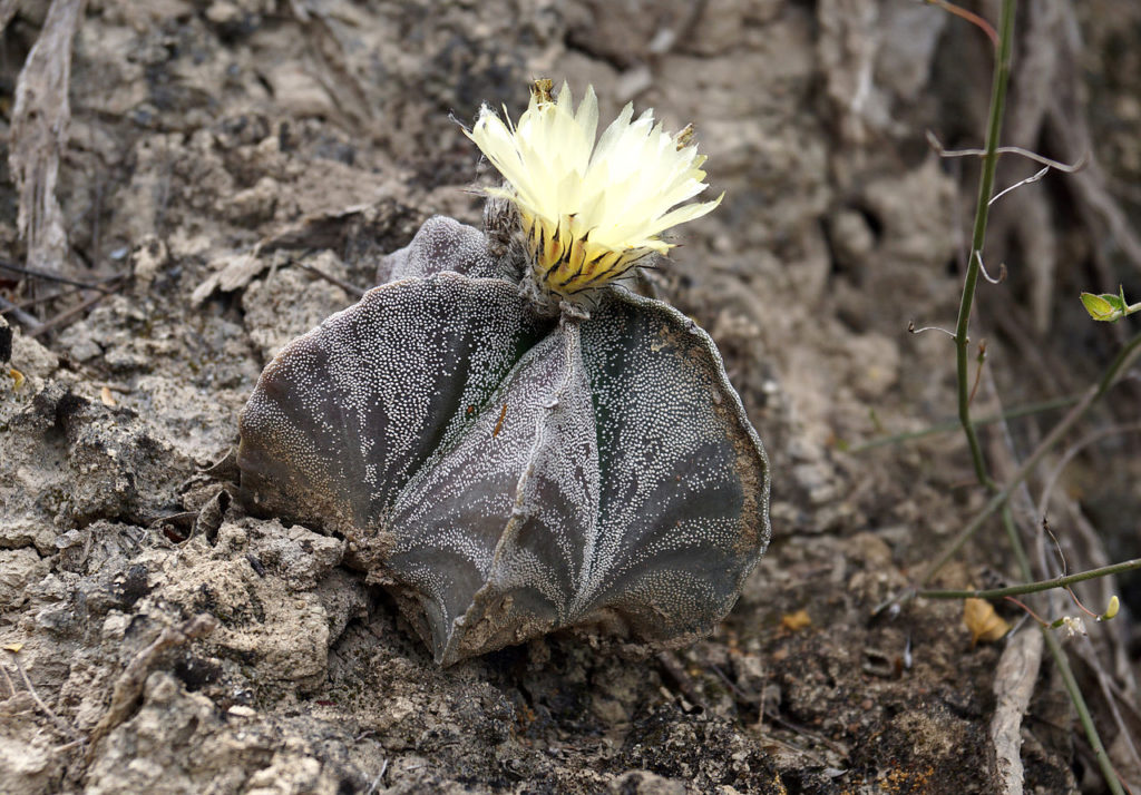 Astrophytum Myriostigma Guia Sobre Esse Cacto