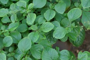 Boldo Brasileiro Saiba Tudo Sobre Essa Planta