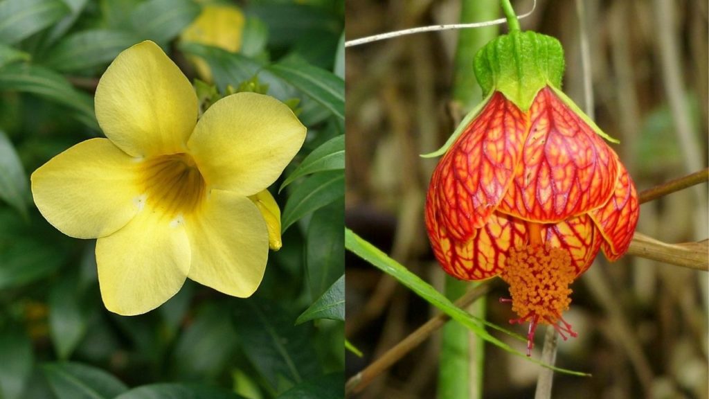 Flores Para Jardim Conheça as Melhores