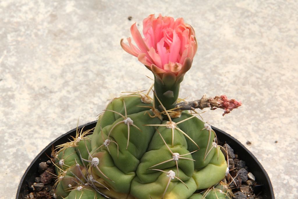 Gymnocalycium Horstii Tudo Sobre Esse Cacto