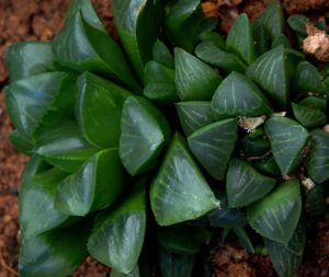 Haworthia Cuspidata Tudo Sobre Essa Suculenta