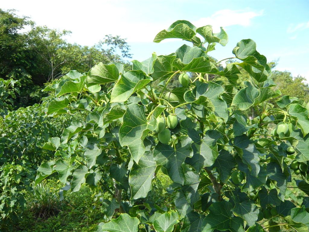 Jatropha Curcas Saiba Tudo Sobre Essa Planta