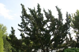 Kaizuka Saiba Tudo Sobre Essa Planta