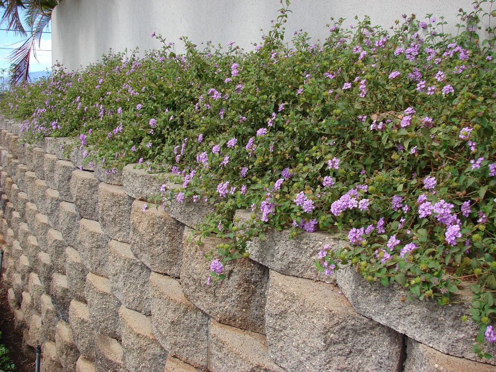 Lantana Rasteira Um Guia Desta Planta