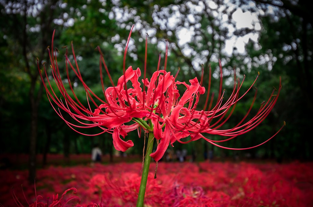 Lírio Aranha Vermelho Tudo Sobre Essa Planta