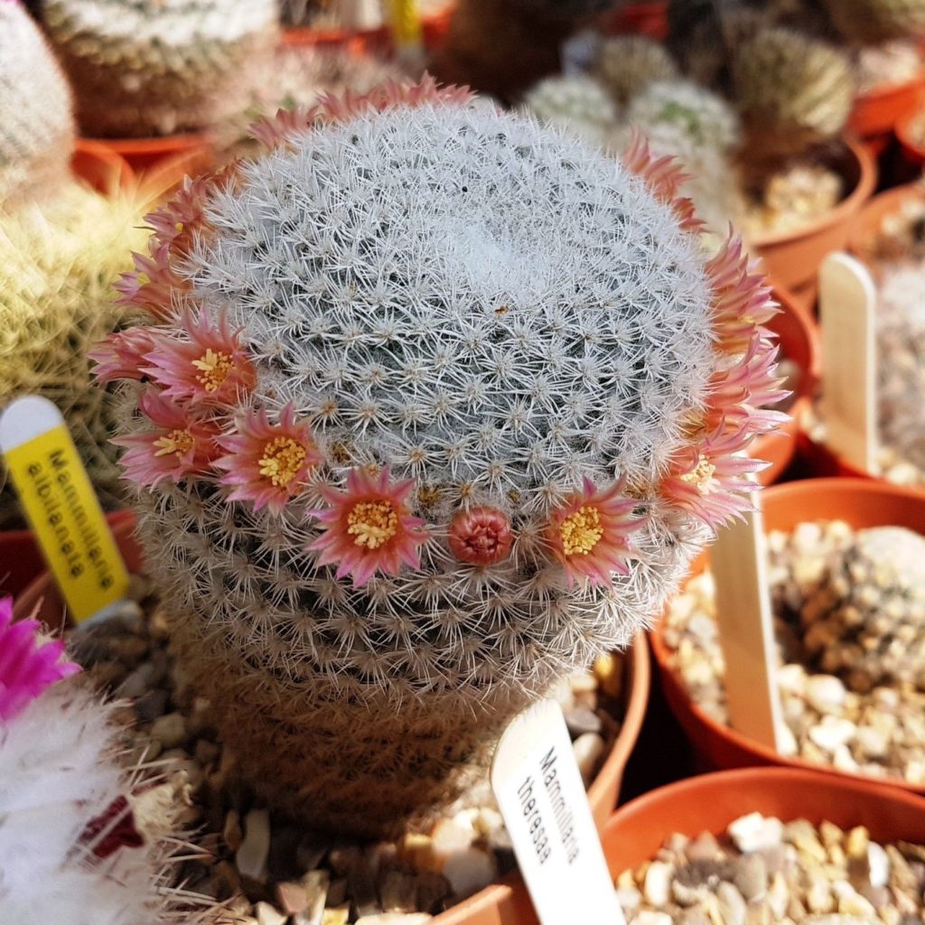 Mammillaria Albilanata Tudo Sobre Esse Cacto