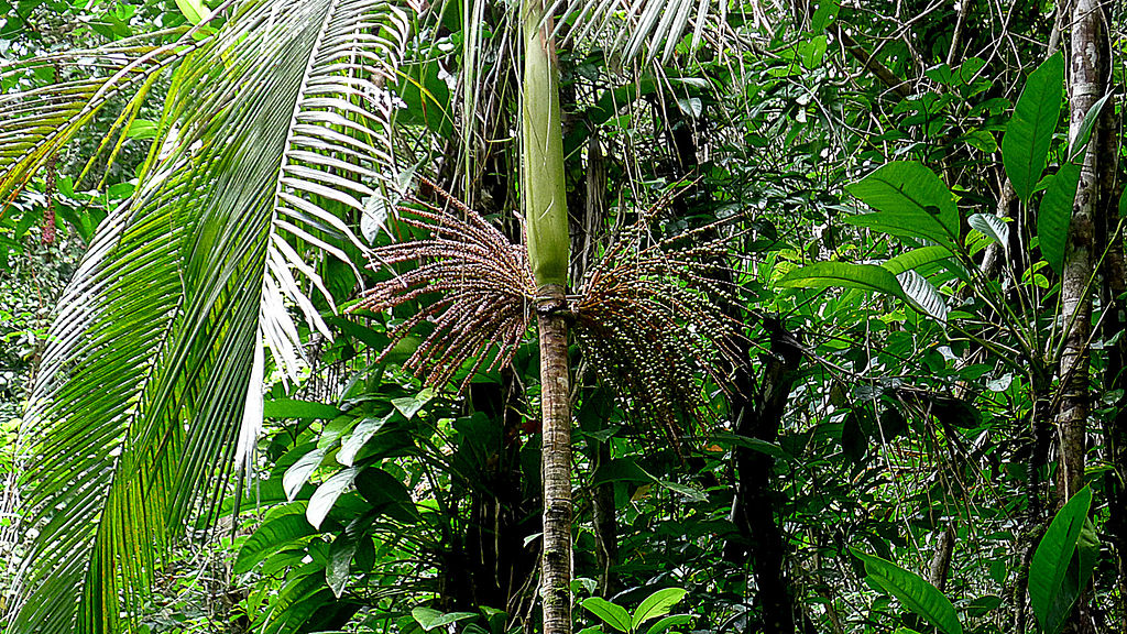 Palmito Jussara Um Guia Completo Desta Palmeira