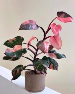 Philodendron Pink Princess Um Guia Completo