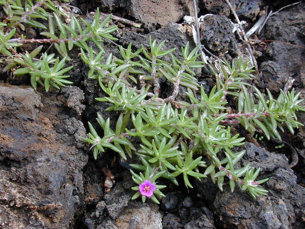 Portulaca Pilosa Um Guia Completo Desta Planta