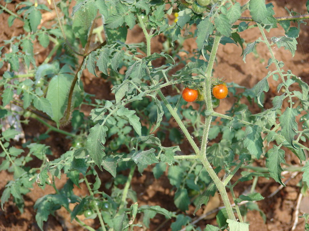 Tomate Cereja Saiba Tudo Sobre Essa Planta