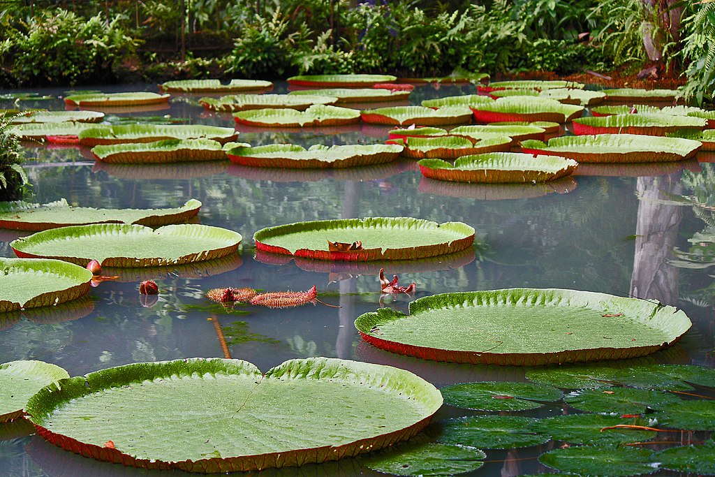 Vitória Régia Saiba Tudo Sobre Essa Planta