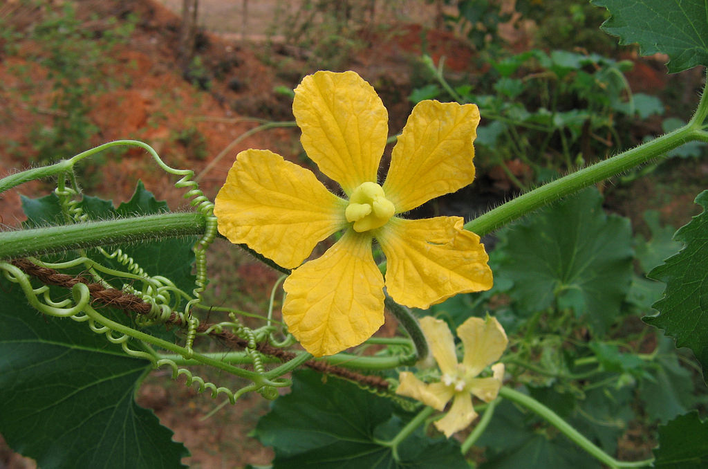 Abóbora d Água Um Guia Completo Desta Planta