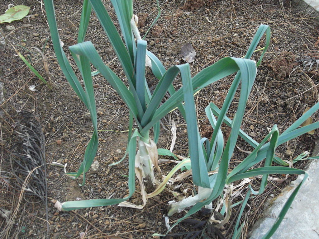 Alho Poró Saiba Tudo Sobre Essa Planta 