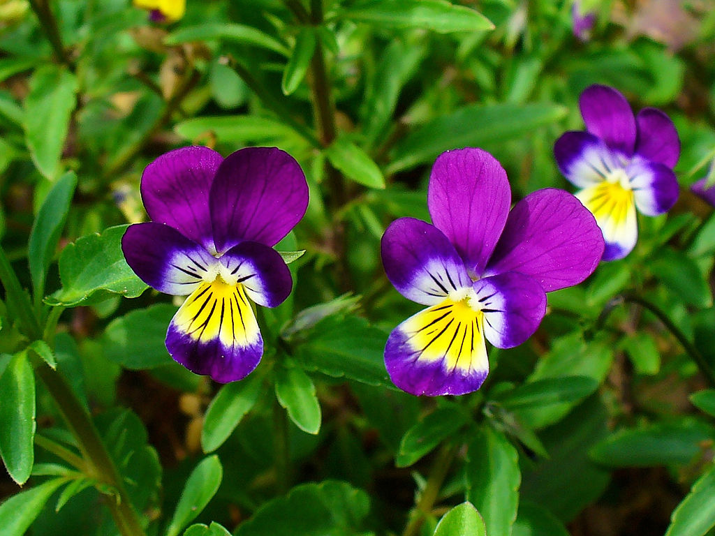 Viola Tricolor Saiba Tudo Sobre Essa Planta